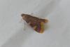 Hypsopygia costalis
